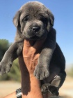 Italsk corso pes (Cane Corso Italiano)