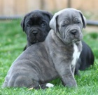 Italsk� corso pes (Cane Corso Italiano)