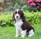 �t���tka anglick�ho �pringr�pan�la