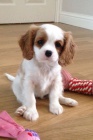 Kaval�r King Charles Spaniel.