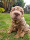 �t��ata o�kovan� shar-pei.