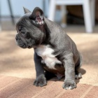 francouzskho buldoka.