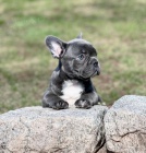 francouzsk�ho buldo�ka.