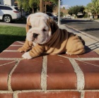 �t��ata anglick�ho buldo�ka