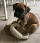 �t��ata n�meck�ho boxera.