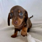 trpasli tata jezevka hladkosrstho