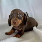 trpasli tata jezevka hladkosrstho