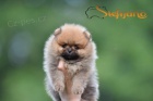 Pomeranian BOO �t��ata