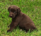 Nab�dka �t�n�te hn�d�ho labradorsk�ho retrievera