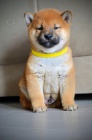 Shiba Inu �t��ata