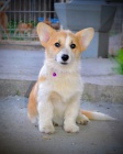 Welsh Corgi Pembroke � Kr�sn� �t��ata