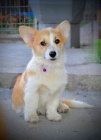 Welsh Corgi Pembroke � Kr�sn� �t��ata