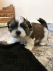 �t��ata SHIH TZU