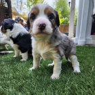 �t��ata Ausiedoodle