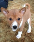 �t���tka Basenji