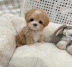 MINI Maltipoo