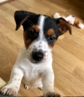 �t��ata jack russell teri�ra.