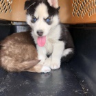 �t��ata sibi�sk�ho huskyho