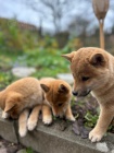Kr�sn� �t��ata Shiba Inu!!