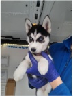 Sibi�sk� husky