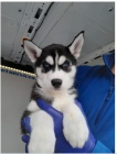 Sibi�sk� husky