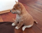 Shiba inu