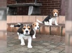 B�gl/t� beagle
