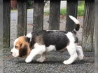 B�gl/t� beagle
