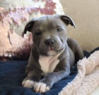 �t��ata staford��rsk�ho bulteri�ra