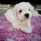 �t��ata bi�onka