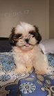 �t��ata SHIH TZU