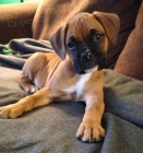 �t��ata n�meck�ho boxera.