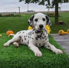 �t��ata dalmatin�