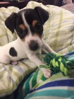 jack russell teri�ra.