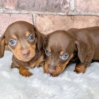 trpasli�� �t��ata jezev��ka hladkosrst�ho