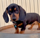 Prod�m n�dhern� �t���tka jezev��k�.