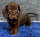 Prod�m n�dhern� �t���tka jezev��k�.