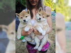  �t��ata Shiba-Inu s PP FCI - odb�r na V�noce