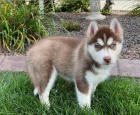 �istokrevn� �t��ata sibi�sk�ho huskyho
