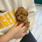 �T��ATA PUDL� TOY