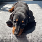 trpasli�� �t��ata jezev��ka hladkosrst�ho