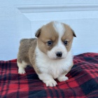 �t��ata Welsh Corgi Pembroke