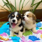 �t��ata Pembroke Welsh Corgi