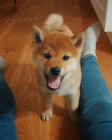 shiba inu