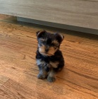 jork��rsk�ho teri�ra.