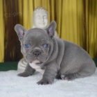 francouzskho buldoka.