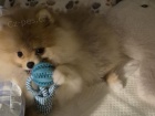 N�meck� �pic trpasli�� (Pomeranian)