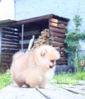 �t���tka N�meck� �pic trpasli�� (Pomeranian) s PP