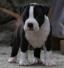 Americk� staford��rsk� teri�r � kr�sn� �t��ata