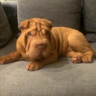  shar-pei.